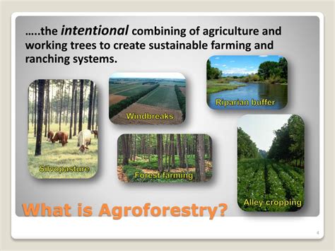 Ppt Agroforestry Powerpoint Presentation Free Download Id3053767