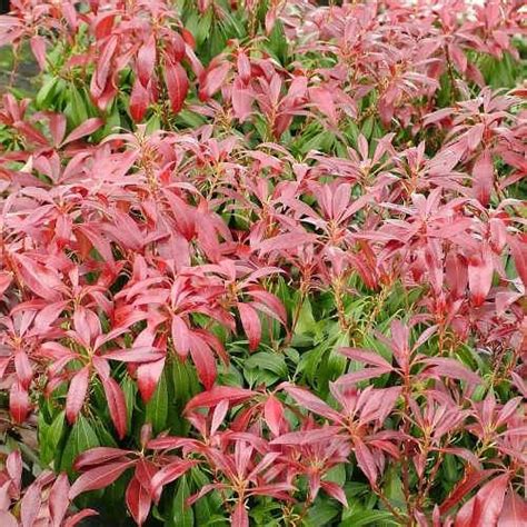 Trendsetting Future Forests Pieris Japonica Katsura Shrubs Available