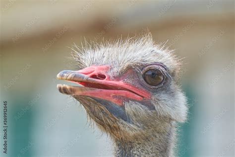 Ostrich face close up, head and beak of an ostrich, focusing on ostrich ...