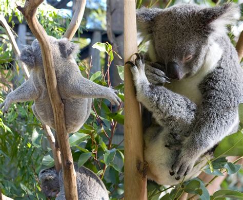 Koala Bear Facts - Animal Facts Encyclopedia