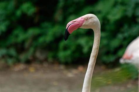 Flamingo Eating Stock Photos, Images and Backgrounds for Free Download