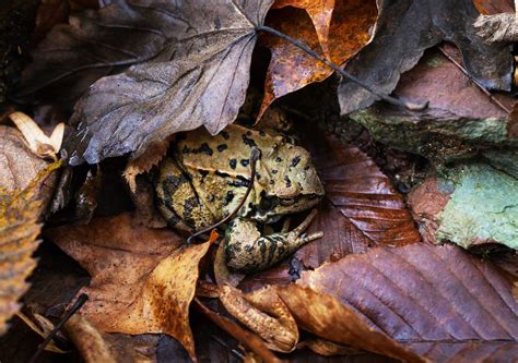 Frogs and Toads are Disappearing but Here's How You Can Make Them at ...