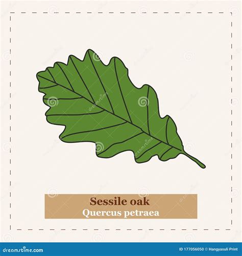 Sessile Oak Quercus Petraea Vector Illustration Cartoondealer