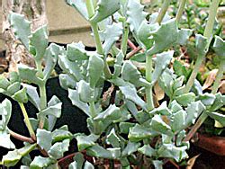 Суккулентные растения, Петр Лапшин, каталог для заказа - succulents by ...