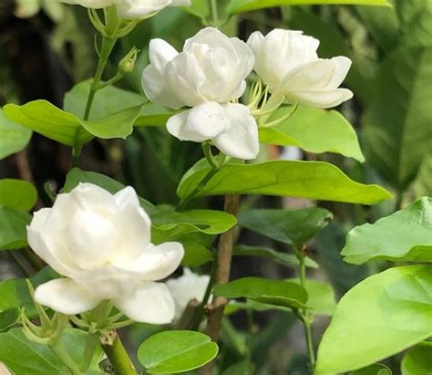 養茉莉花偶爾用上這3種 肥 枝多又壯滿屋飄香 每日頭條