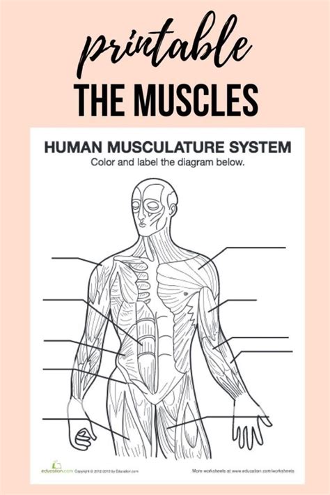 Free Printable Muscular System Worksheets Printable Worksheets