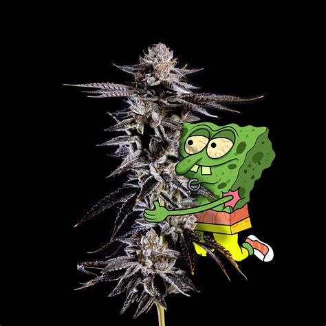 Smoking Weed Spongebob