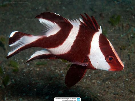 Lutjanus Sebae Emperor Red Snapper