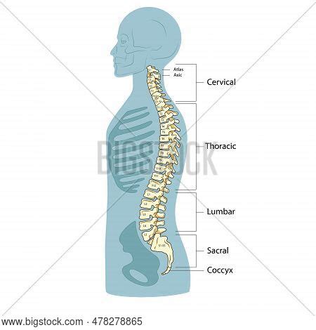 Human Spine Structure Vector Photo Free Trial Bigstock