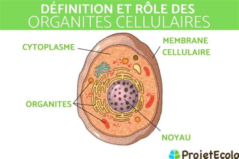 Organite Cellulaire D Finition R Les Et Exemples