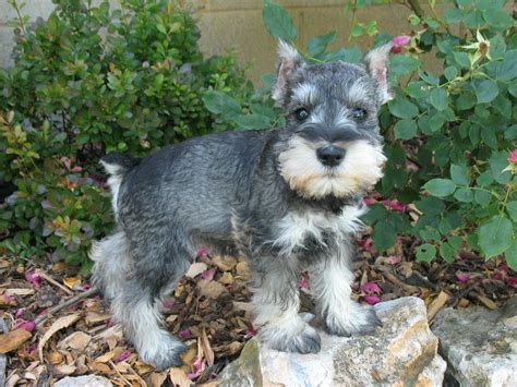 Akc Miniature Schnauzer Puppies