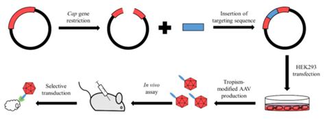 Pharmaceutics Free Full Text Next Step In Gene Delivery Modern