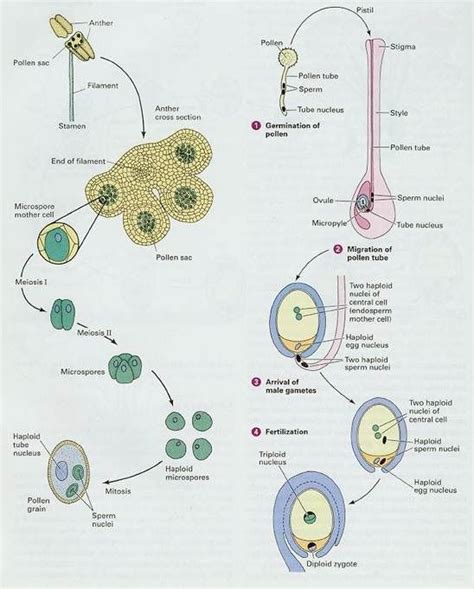 Pin on biology