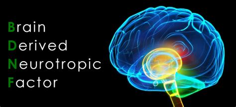 Brain Derived Neurotrophic Factor BDNF MyAddictionPhysician