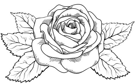 Rose Drawing Black White Vector Images (over 40,000)