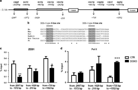 CXCR4 Is A ZEB1 Target Gene A Schematic Figure Showing The E Box