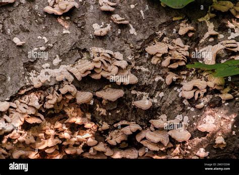 Setas Silvestres Escamosas Hongos Que Crecen En La Corteza De Un