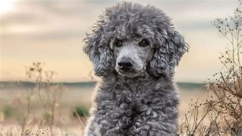 Silver Poodles With Hearts Full Of Gold Poodlehq