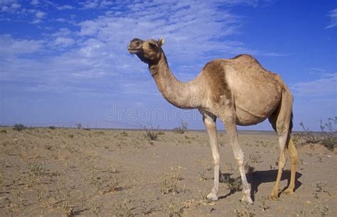 Baby dromedary camel stock photo. Image of infant, looking - 14368930