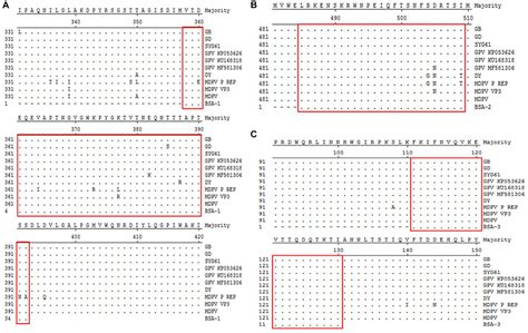 Frontiers Establishment And Application Of A VP3 Antigenic Domain