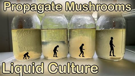 Propagate Any Mushroom Simple Liquid Culture Method Youtube