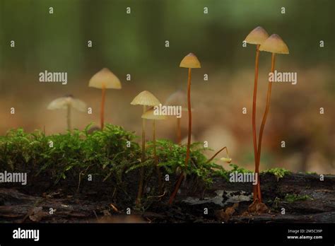 Saffrondrop Bonnet Mycena Crocata Group Stem Long Thin Bremthal