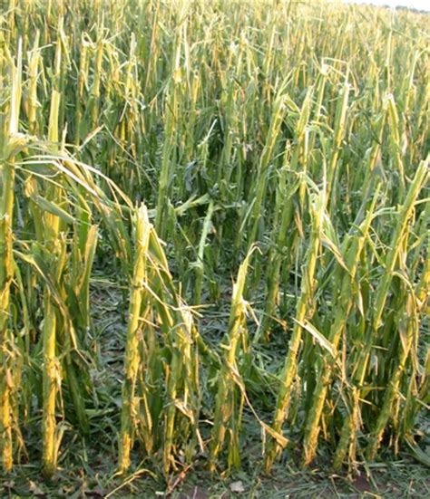 Hail Damage To Crops