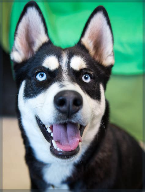 Shelter Dogs of Portland: " CECILIA " lively friendly Husky