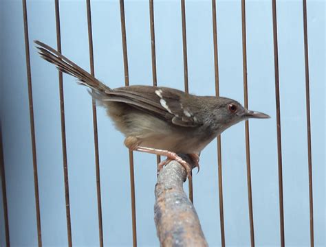 Muraibatu Nusantara Burung Hidup Sebagai Master Muraibatu