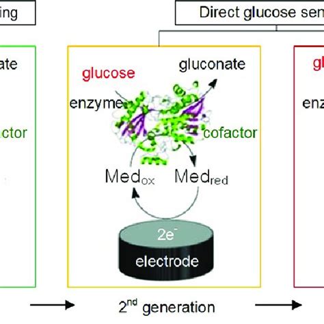 Schematic Representation Of The Glucose Biosensor Invented By Clark And