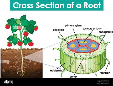 Diagram Showing Cross Section Of A Root Illustration Stock Vector Image