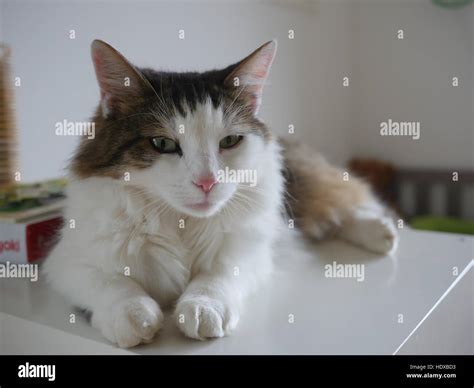 Fluffy Cat Sitting On Table Indoor Stock Photo Alamy