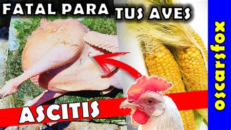 Ascitis En Gallinas Ponedoras Youtube