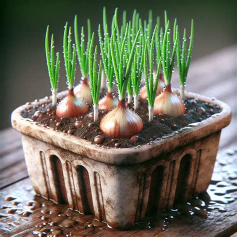 Growing Onions In Containers Enjoy Container Gardening