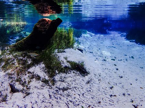 Exploring 10 Incredible Freshwater Springs In Florida Outdoor Project