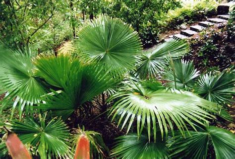 Anahaw Palm Seeds (Livistona Rotundfolia) All 150 seeds | Ricafort Palm ...