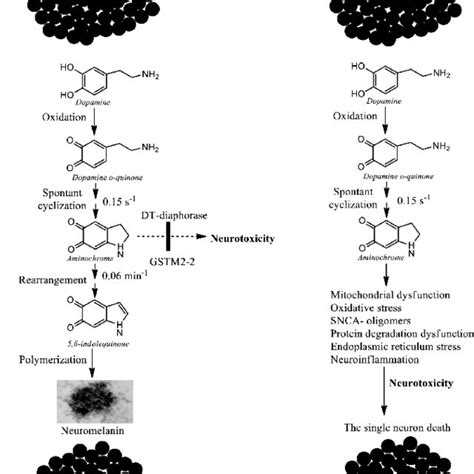 The Single Neuron Death Induced By Aminochrome A Neuromelanin Download Scientific Diagram