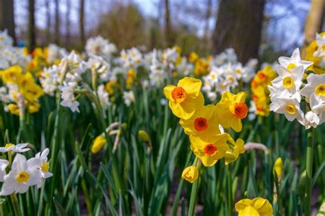 Ultimate Guide to Jonquil Flower Meaning and Symbolism - Petal Republic