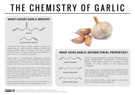 What Enzymes Break Down Garlic at Tyler Mcintyre blog