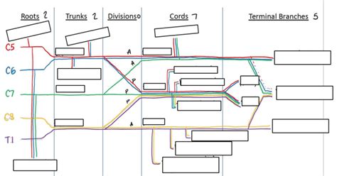 Anatomy Pin List Part A Diagram | Quizlet