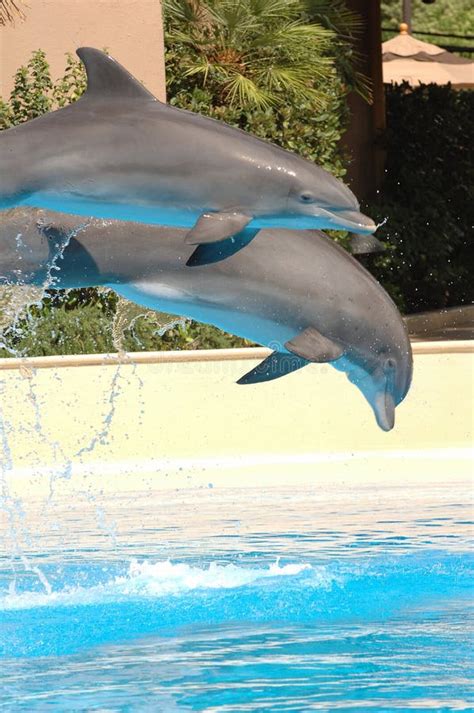 Bottlenose Dolphin Pair stock image. Image of water, dolphin - 18357375