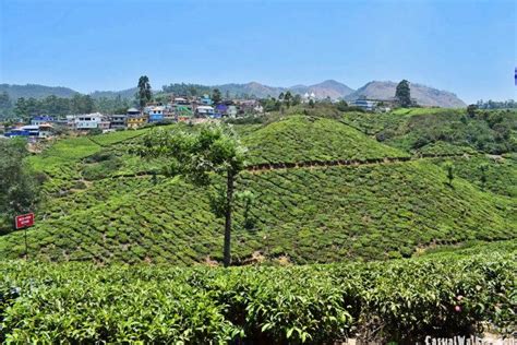 Munnar Hill Station And Tea Plantations Munnar Idukki Kerala Visit Travel Guide Casual Walker