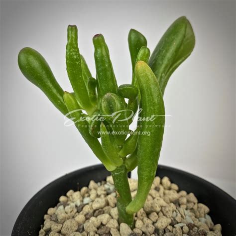 crassula ovata Skinny Fingers EXOTIC PLANT Редкие коллекционные