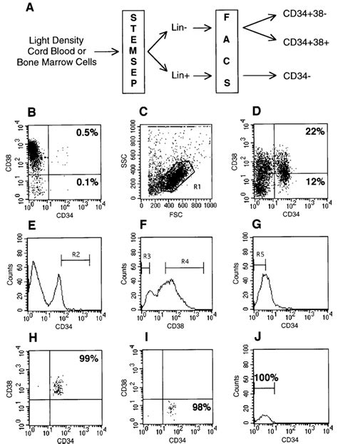 Purification Of CD34 CD38 CD34 CD38 And CD34 Cell Subsets A