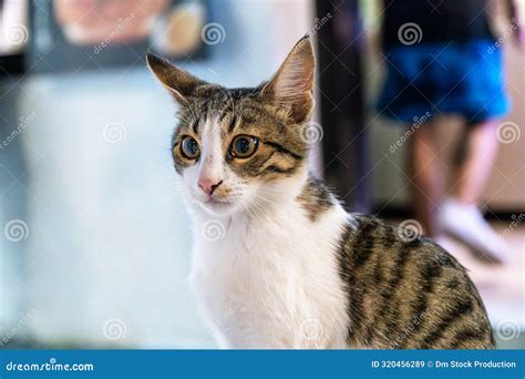 Stray Feral Cat Stock Image Image Of Feline Furry 320456289