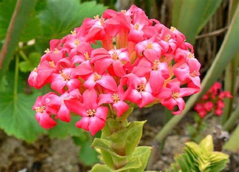 Crassula Varietà E Come Coltivarla Idee Green Piante Da Interno Piante Coltivare