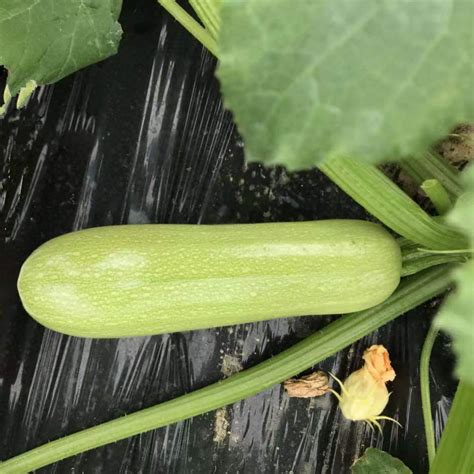 High Quality Hybrid F1 Green Peel Long Shape Summer Squash Seeds