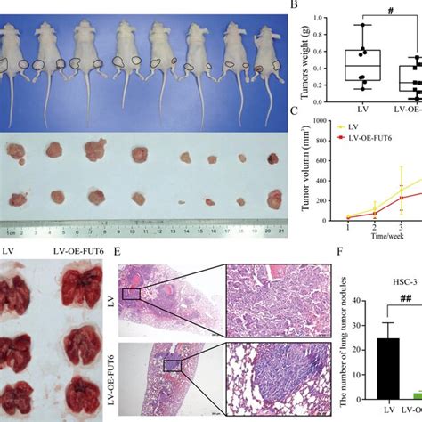 In Vivo Tumor Xenograft Study A Images Of Nude Mice Carrying Tumors And