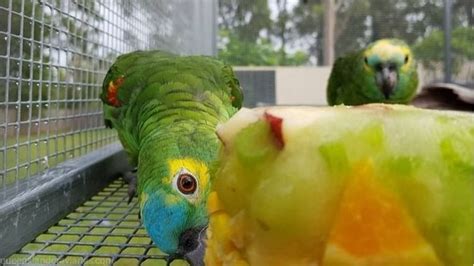 Parrot, Habitats, Aviary