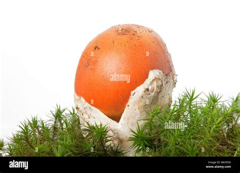 Volva Hi Res Stock Photography And Images Alamy